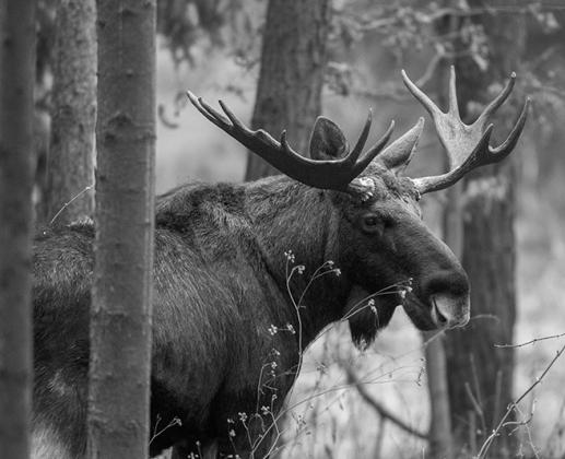 Elk, moose, bighorn sheep applications online