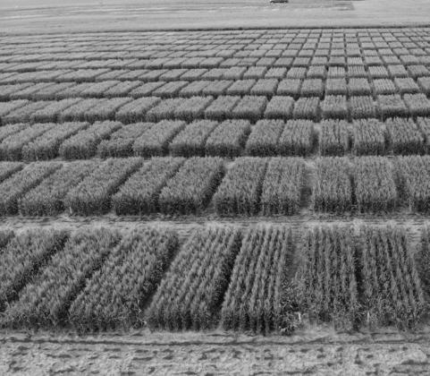The data in the selection guides comes from variety trials conducted across the state by NDSU Research Extension Centers and main station breeding and agronomy programs. NDSU photo.