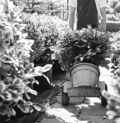 Make sure trees, shrubs are winter hardy before purchasing