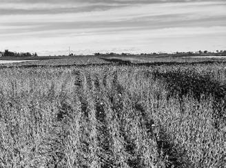 The update has major revisions about irrigation, disease, insect and weed management, and several management practices. (NDSU photo)