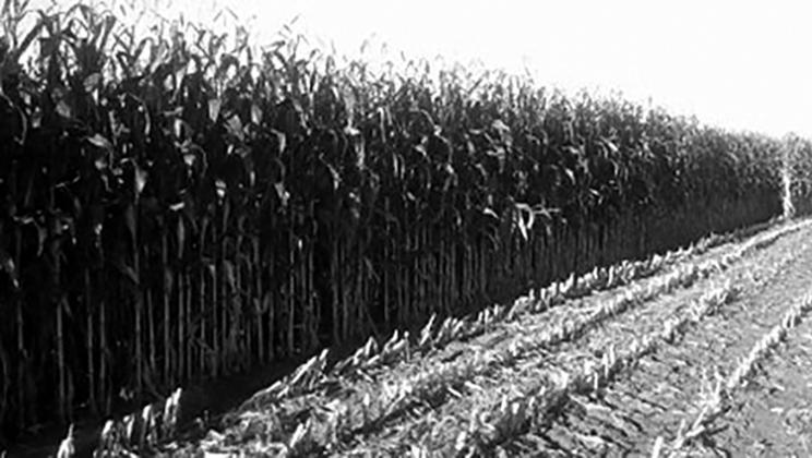 Some North Dakota producers may be harvesting corn for silage this year. (NDSU photo)