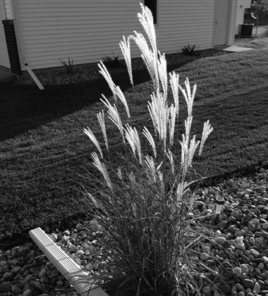 Tall ornamental grasses should not be trimmed in the fall, as the attractive seedheads provide winter interest in the garden. NDSU photo.