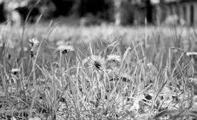 While No Mow May results in blooming dandelions, recent research has shown that dandelions are fairly poor nutrition sources for many pollinator species. (Pixabay photo)