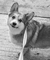 Walking a pet can reduce blood pressure, blood cholesterol levels, and weight. (Pixabay photo)