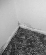 Mold in buildings is a human health hazard, and it must be removed, not just killed, to eliminate the hazard. (NDSU photo)