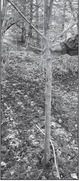 Snowdrifts allowed the rabbits to eat several feet of bark on this tree a few winters ago; without the bark, the tree died. (NDSU photo)