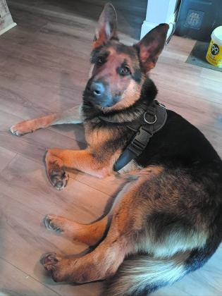 Freeway, with his kind eyes has captured the hearts of many in and around Drayton.