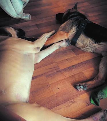 “The brothers” Max and Freeway are best of friends and sleep together every night.