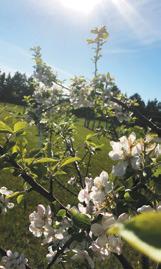 Pembina County Community Orchard benefist from Outdoor Heritage Fund and Renewable Energy Program grant