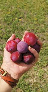 Pembina County Community Orchard benefist from Outdoor Heritage Fund and Renewable Energy Program grant