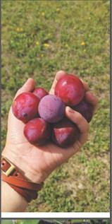 Pembina County Community Orchard benefist from Outdoor Heritage Fund and Renewable Energy Program grant