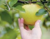 Pembina County Community Orchard benefist from Outdoor Heritage Fund and Renewable Energy Program grant