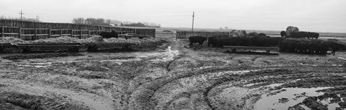Mud will likely be an issue on many farms and ranches this spring. (NDSU photo)