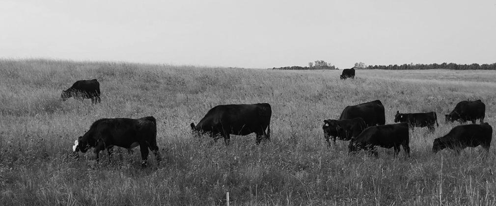 Heavy grazing use in the fall can have significant impacts on forage production the following growing season. (NDSU photo)