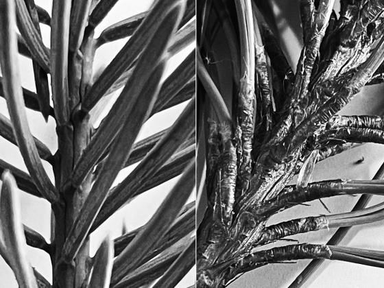 A comparison of Colorado blue spruce (left) and ponderosa pine (right). The spruce needles are individually attached to the twigs while the pine needles are in clusters called fascicles. NDSU photo.