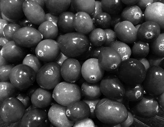 Cranberries, one of the few fruits that are native to the United States, are grown primarily in Wisconsin, Massachusetts, Oregon and New Jersey. (NDSU photo)