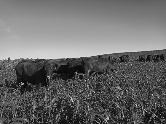 Annual forages and cover crops may be viable options for hay production or grazing. NDSU photo.