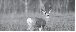 There are many scenarios to explain a simple filled or unfilled tag that doesn’t tell the whole story. Photo courtesy of NDGF