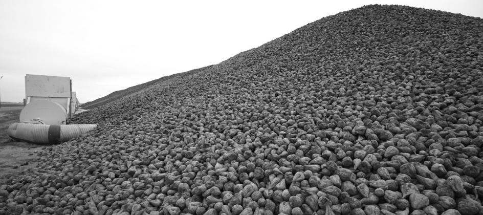 Grafton is one of nine piling stations within the Drayton Factory District of American Crystal Sugar Company. Growers in the Drayton district set a record, harvesting more than four million tons of sugar beets this fall. Beets wait to be picked up at the Grafton piler on Highway 17 west of town.