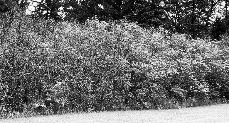 For the second year in a row, the lilacs in this shelterbelt have been hit hard by a fungal foliage disease called Pseudocercospora. NDSU photo