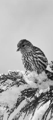 Prairie doc perspective: Abnormal electrical signals