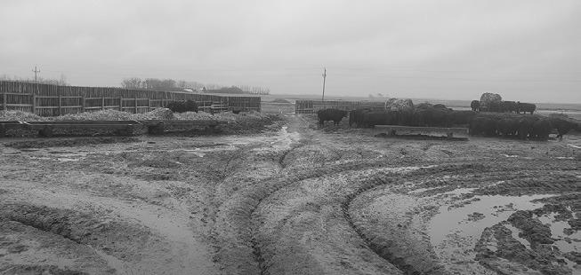 Even a few inches of mud may lead to performance loss and health concerns for cattle. (NDSU photo)