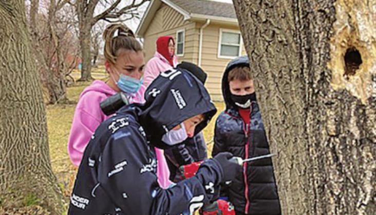 Sixth grade class taps trees to collect sap. Article and photo submitted