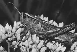 Now is the time to prepare for the coming grasshopper invasion, says NDSU Extension horticulturist, Tom Kalb. (Pixabay photo)