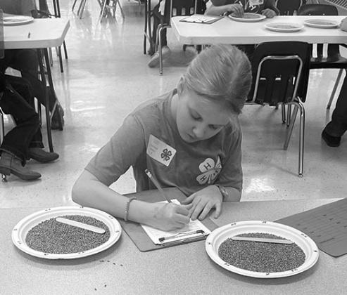 Stella Norrell grading wheat. Submitted photo