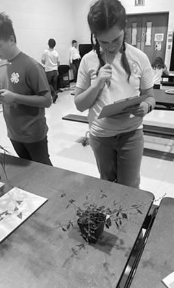 Naomi Stegman identifies live plants. Submitted photo