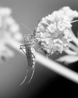 North Dakota is home to over 40 species of mosquito, including the everpopular inland floodwater mosquito. Flickr photo by Katja Schulz