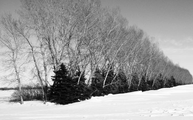More than 40 trees, shrubs and half-shrubs are native to North Dakota. NDSU photo.