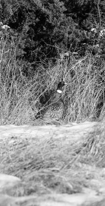 As we move into the cold season, take a moment to step outside. Listen. Watch. Feel the quiet strength of this land and its wild inhabitants. Photo by NDGF