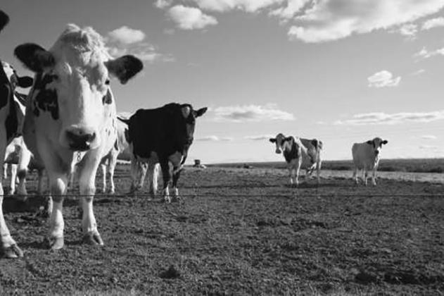 Some counties now eligible for emergency haying and grazing on CRP acres