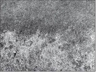Cool-season grasses go dormant in hot temperatures, making them turn brown.