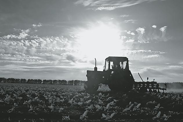 Record temps and record yields