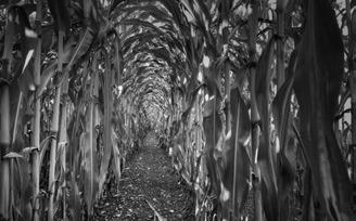 In recent years, there have been tremendous improvements in the development of super sweet corn varieties that can germinate well in cold soil. (Pixabay photo)