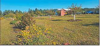 The Community Orchard has become a gathering spot, especially during the Pioneer Machinery Shows each fall. Submitted photo.
