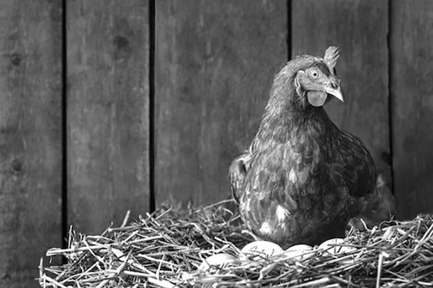 Hunters and poultry owners should be aware of the risk of HPAI in wildlife and use measures to prevent transmission to domestic poultry flocks.