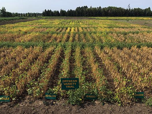 Crop variety selection is one of the most important crop management decisions to be made to optimize seed yield and quality. (NDSU photo)