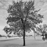 Two uninfested ash trees in Hawley, Minnesota. The tree in the foreground is female, the one in the back is a male. (NDSU photo)