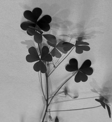 Yellow wood sorrel has heart-shaped leaflets and explosive seed pods. NDSU photo