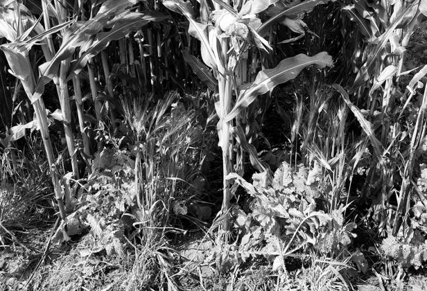 Farmers for Soil Health is a farmer-driven initiative for farmers aimed at improving soil health through the adoption of cover crops. (NDSU photo)