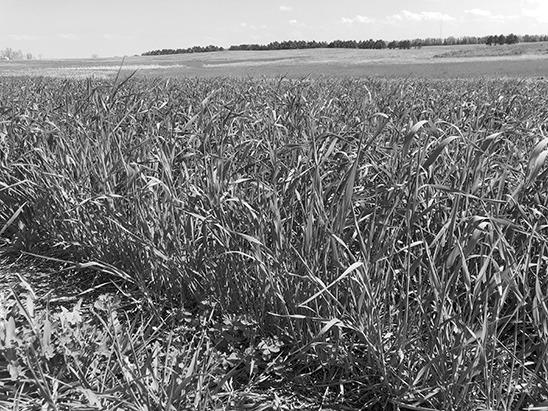 The rapid maturation of winter rye makes the timing of harvest critical to ensure optimum nutrient content for livestock. (NDSU photo)