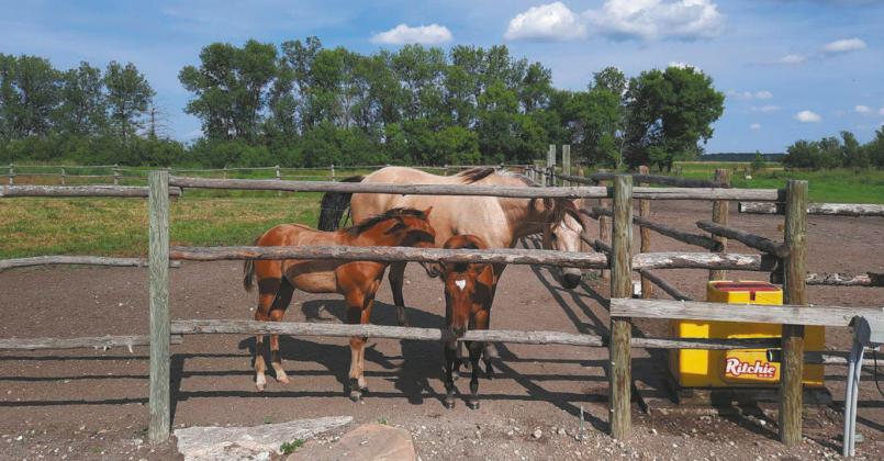 Two colts were recently born on the ranch. Submitted photo