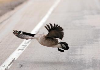 Canada geese are among some of the first waterfowl to migrate back into the region after spending the winter a little further south. Photo by Mike Alan Steinfeldt.