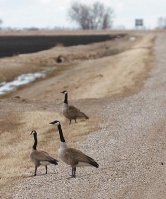 Approximately three pairs of nesting geese have found a likely spot to build their nests near the intersection of North Dakota Highway 5 and Interstate 29 North of Drayton. Photo by Mike Alan Steinfeldt.