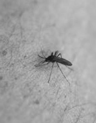 West Nile, the key is prevention