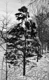The leader of this ponderosa pine tree is bent over, potentially causing future structural problems. (NDSU photo)