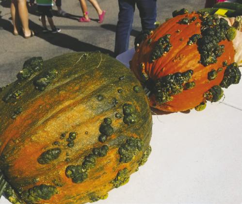 WALHALLA’S 18TH ANNUAL Giant PUMPKINFEST planned for this weekend